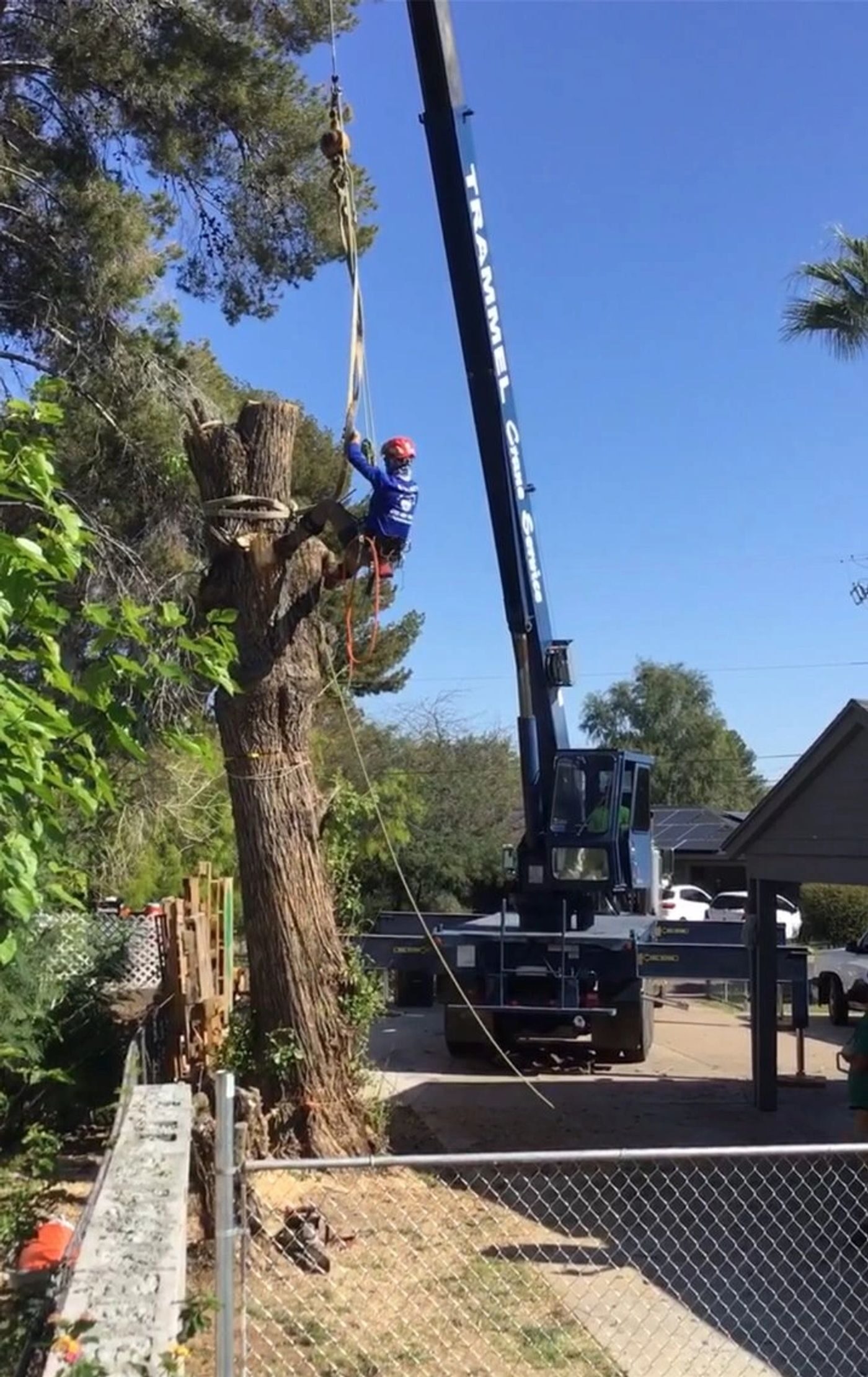 Crane-assisted removal of a tall pine on a Peoria property