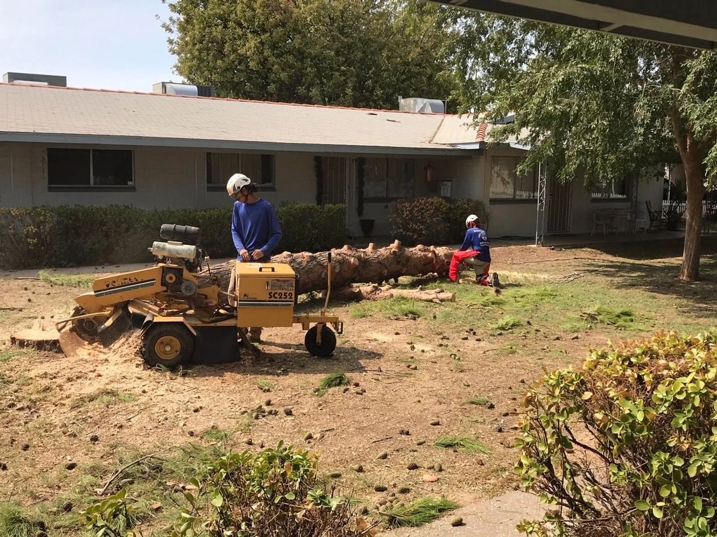 Radley's ground crew managing a large tree removal
