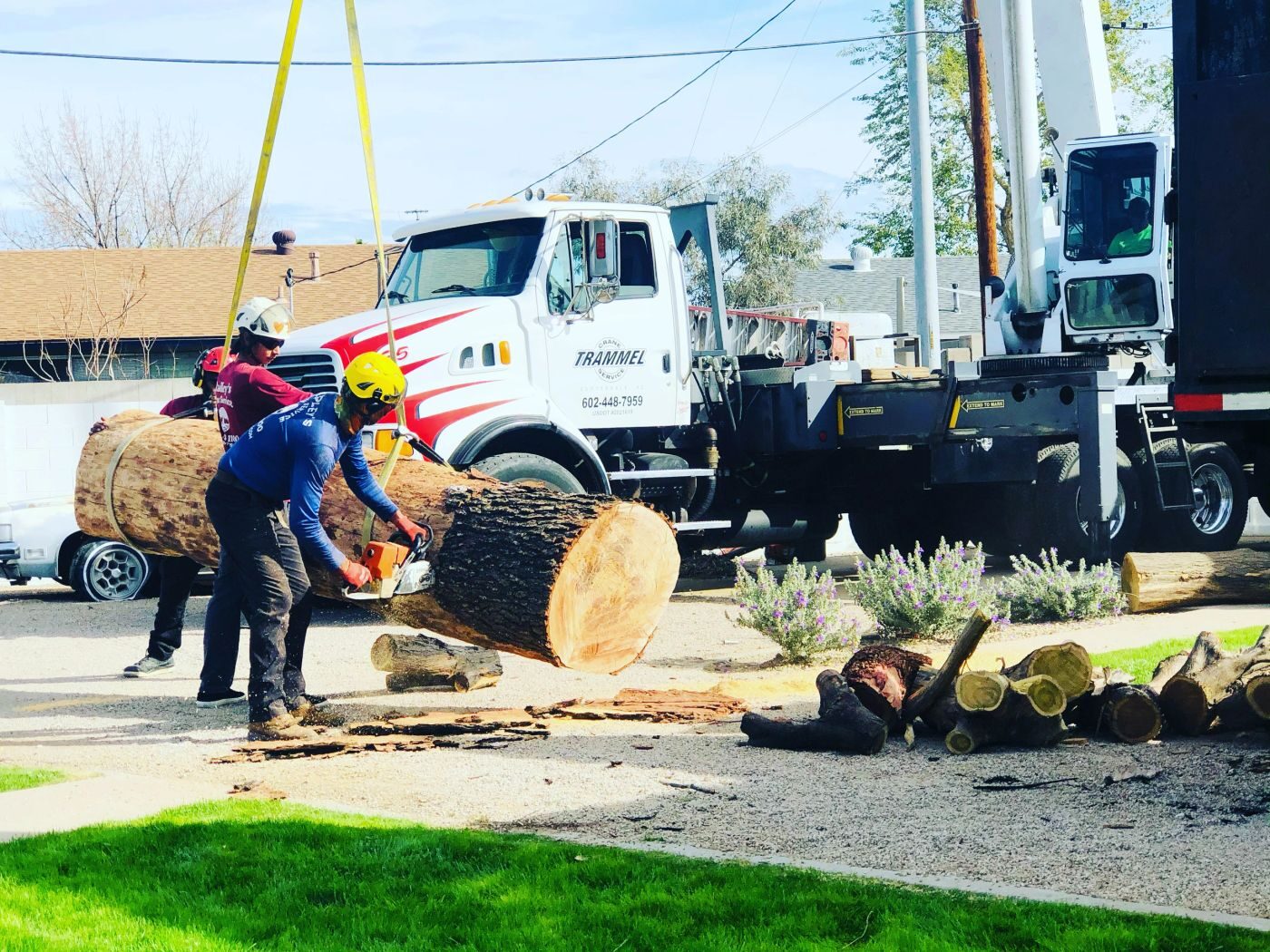 Tree work in progress on an Arizona residential lot