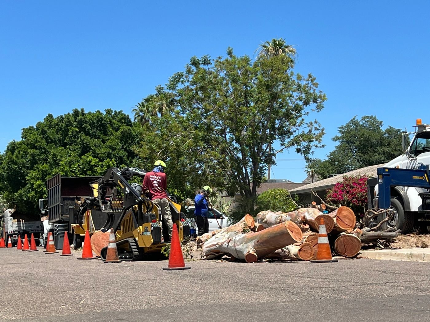 Completed tree care work on a West Valley property