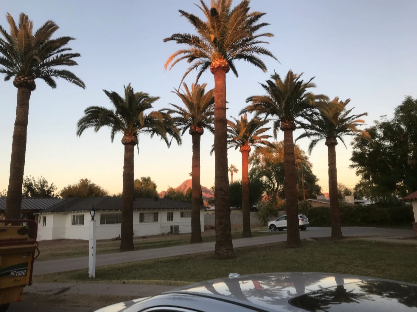 Palm trees trimmed and shaped by Radley's Tree Service